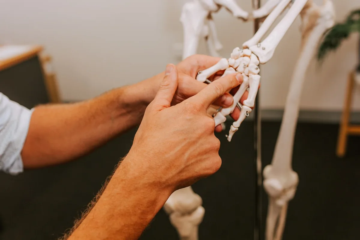 Hand & wrist anatomy